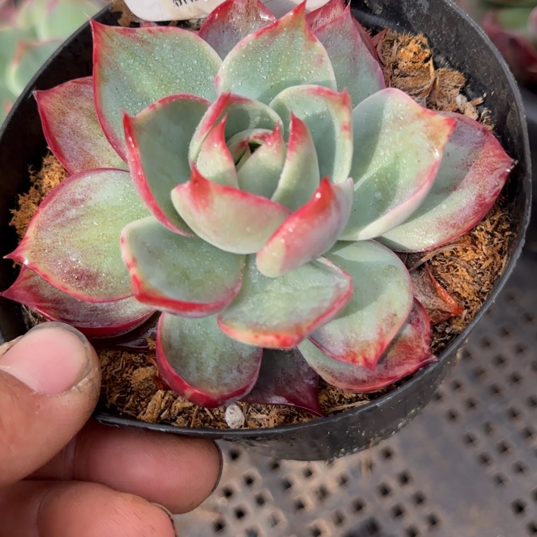 惊鸿一物一拍包装收缩花旱704