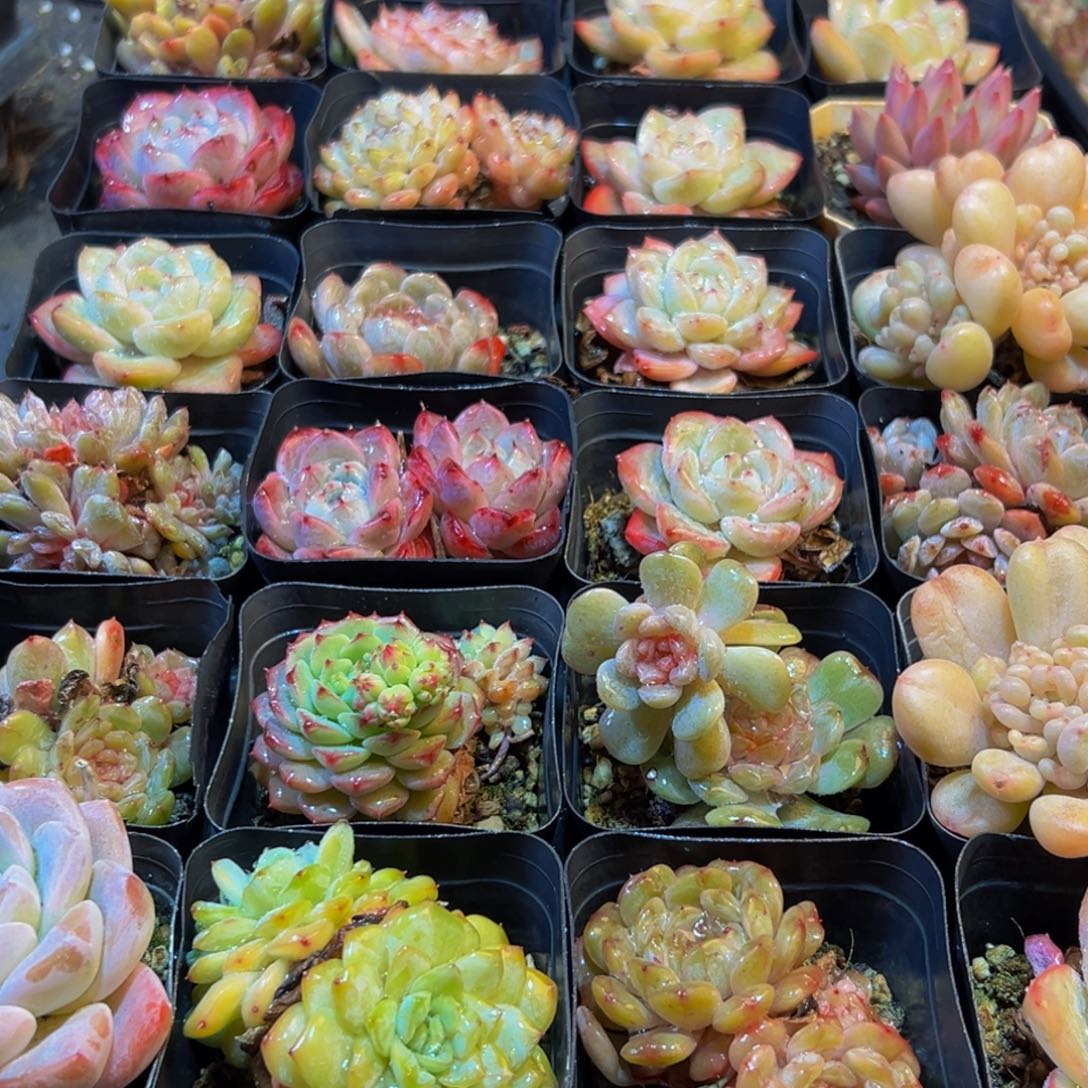 239多肉葡萄的味道真的是