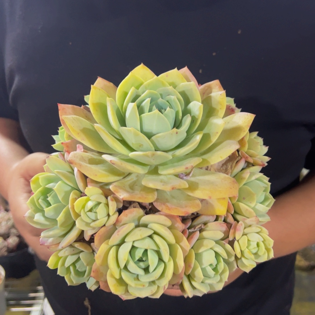 韩国恋曲大单头带手捧