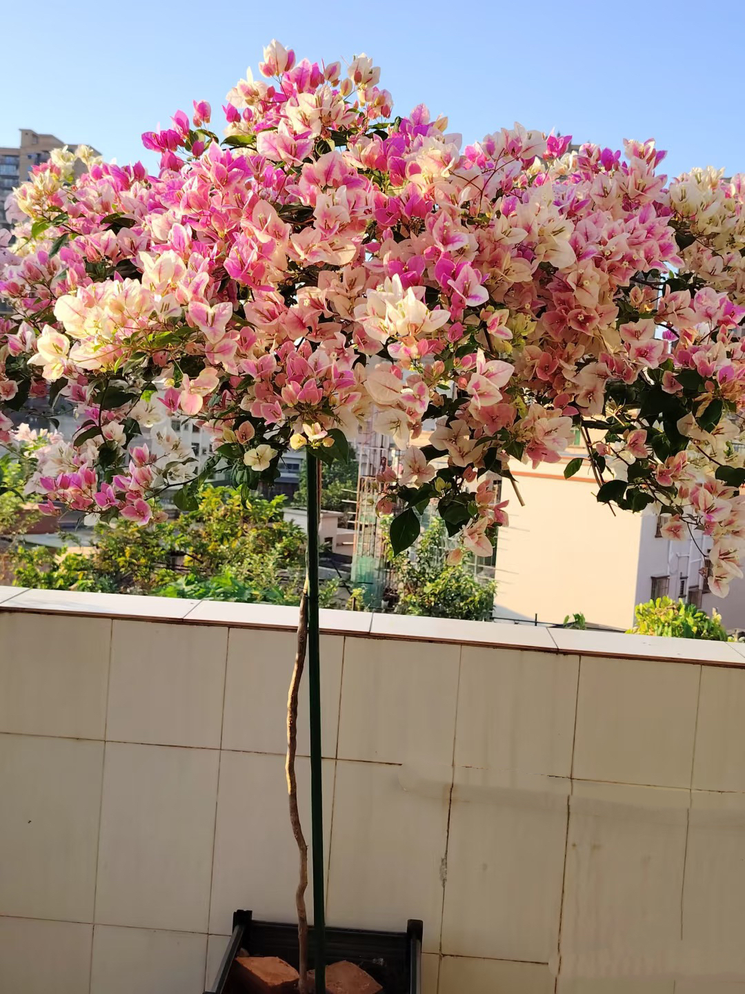 三角梅直播间改价链接