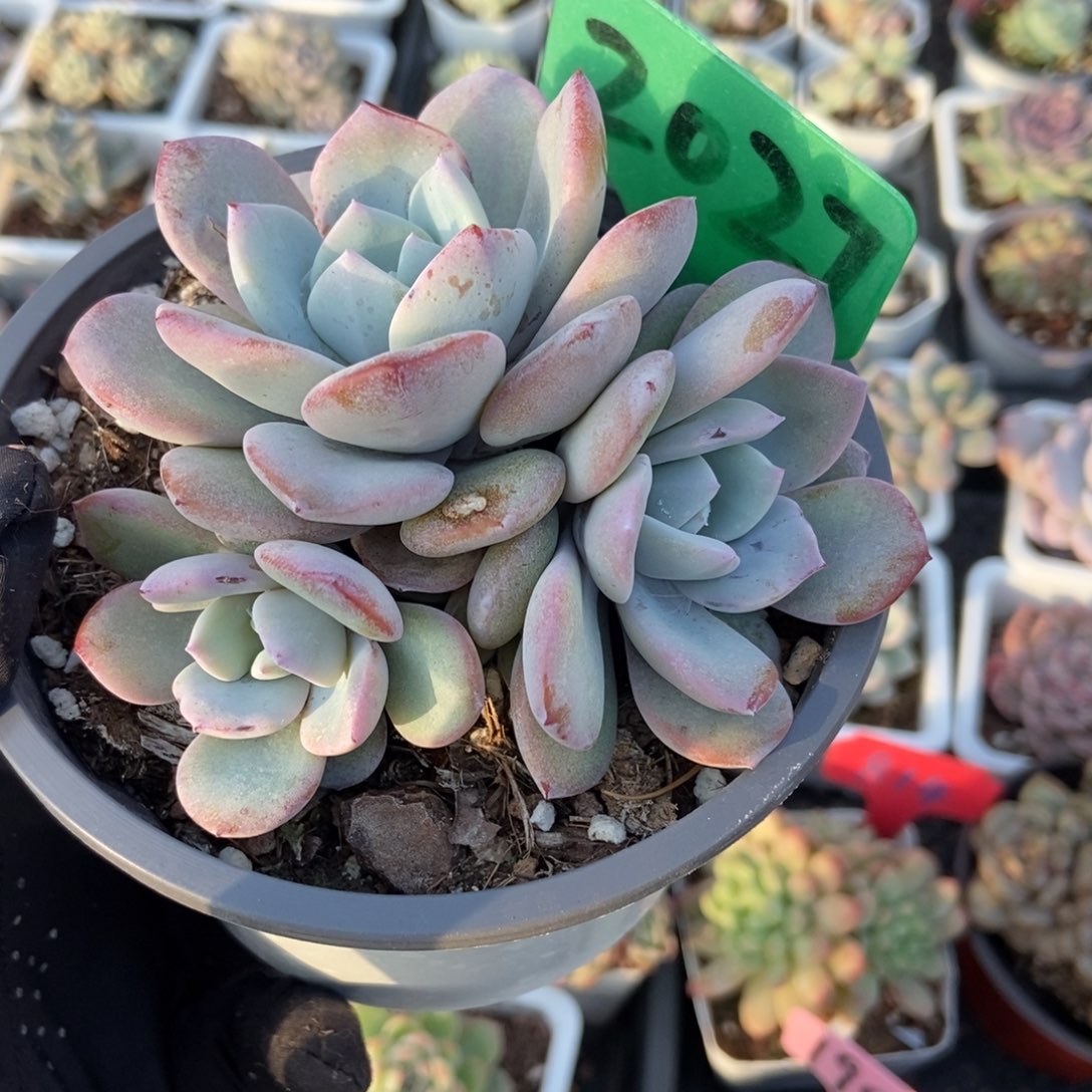 2027奶茶多肉植物多破了