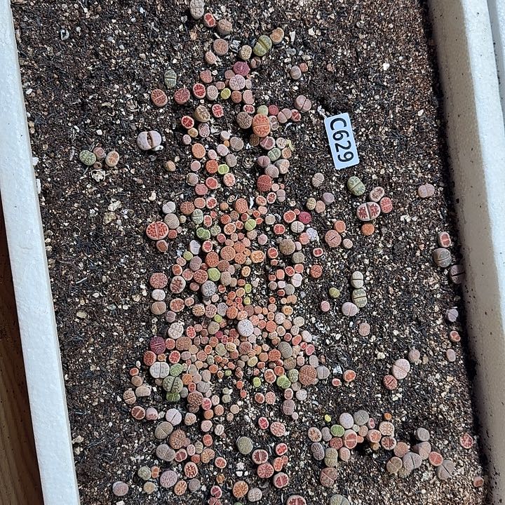 生629石花整框脱土发货不售后