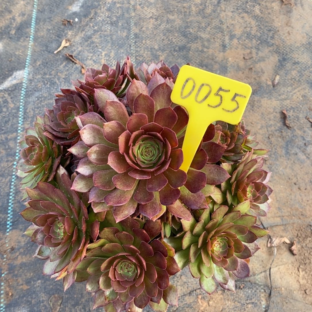 0055红魔一物一拍