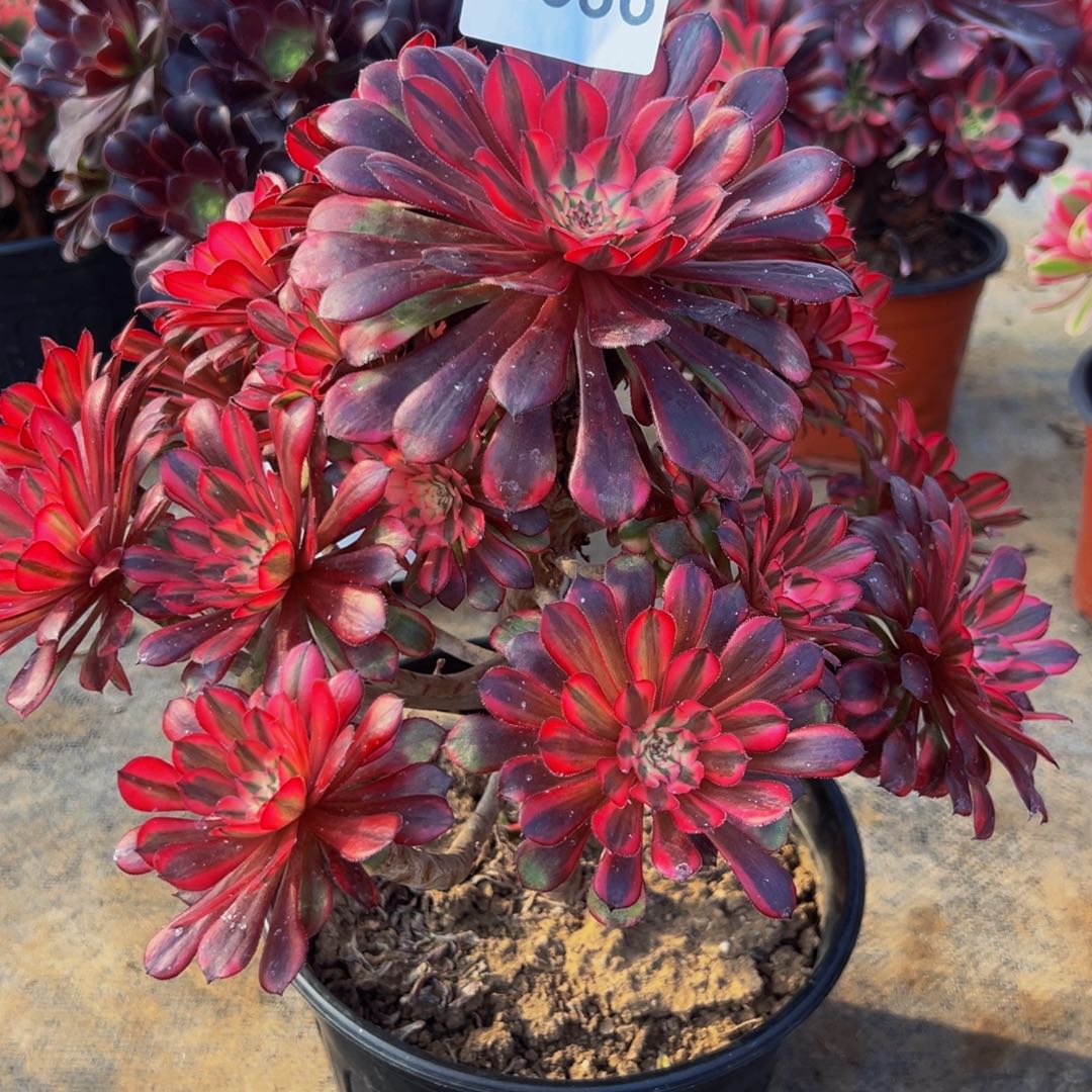 ℒ***₁无花朵黑铜超白386