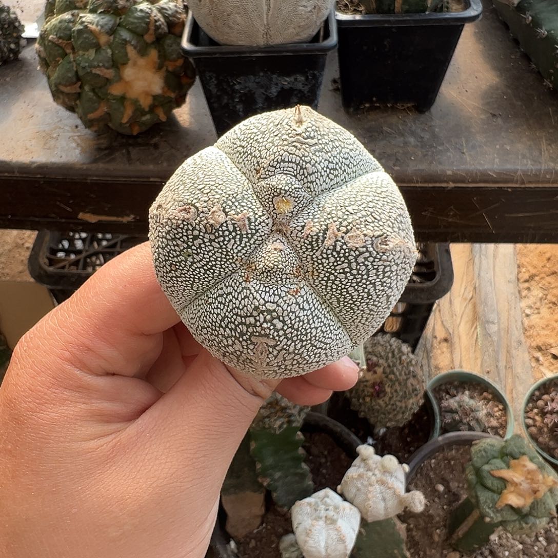 四楞胖体恩冢仙人球1012