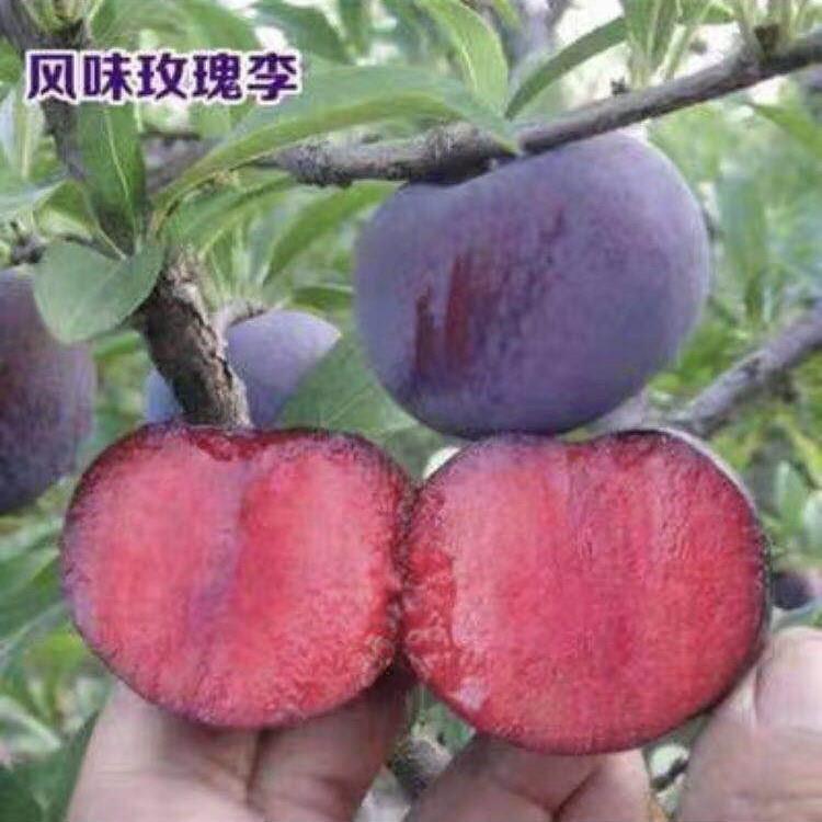 嫁接李子树苗南北方种植特大翠红李子树苗四季庭院盆栽地栽果树苗