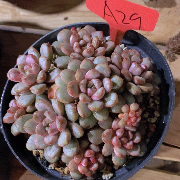 你不给我们吃的吃