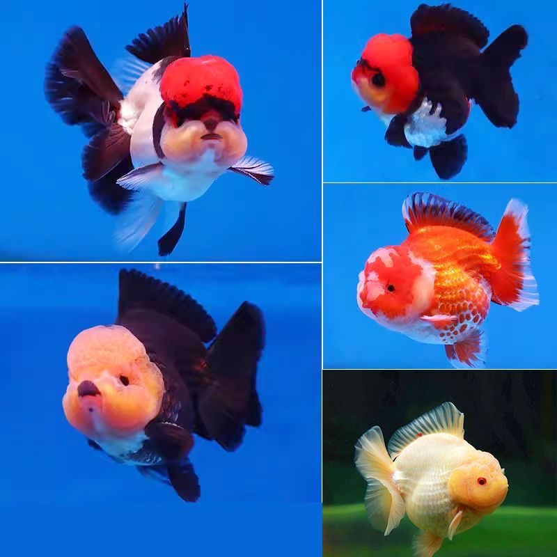 精品泰狮玛丽将军兰寿观赏鱼淡水活体冷水鱼招财好养的水族宠物鱼