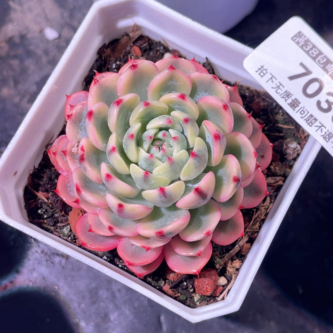 多肉特价姬莲锦7030