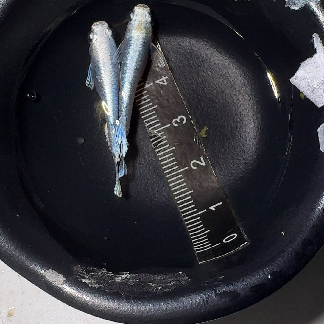 海水鱼玛丽亚一组47