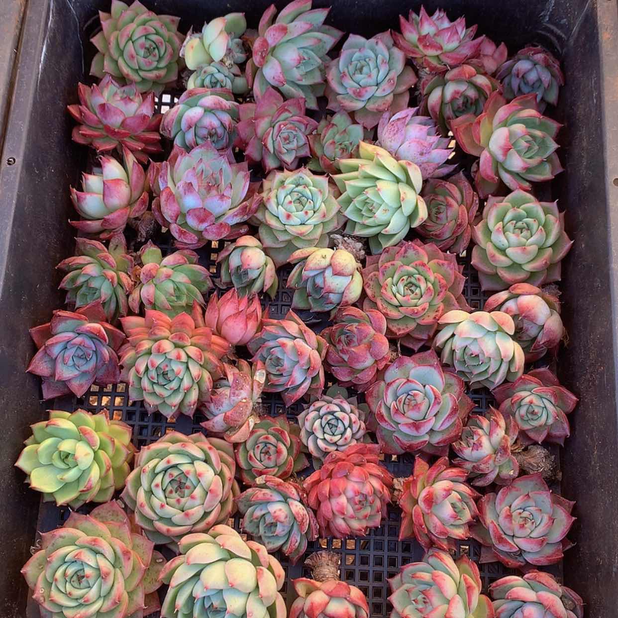 【闪购商品】云103号一筐