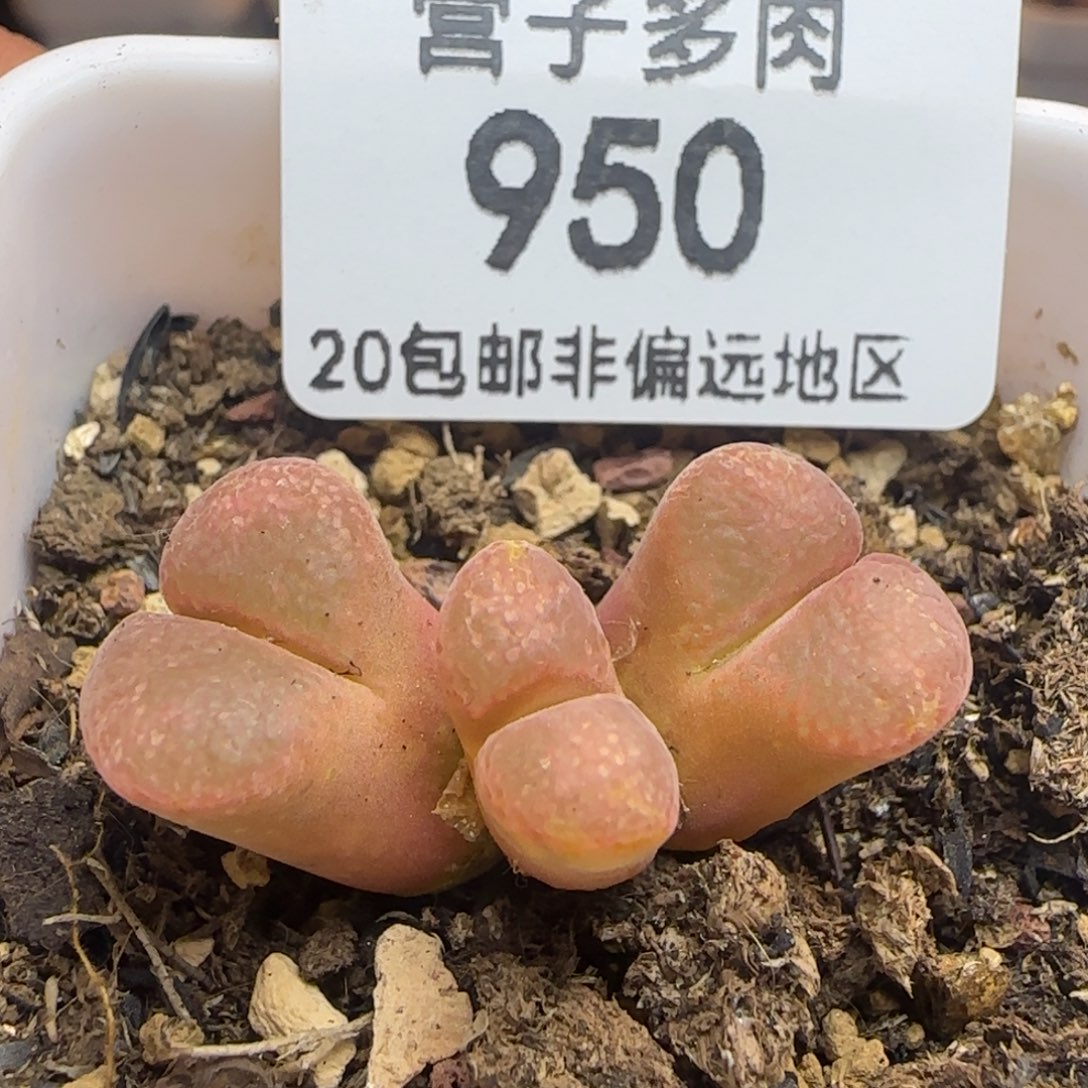 产地c10带盆土发货。     