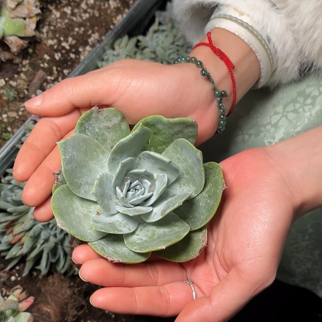 8476匍匐雪山多肉