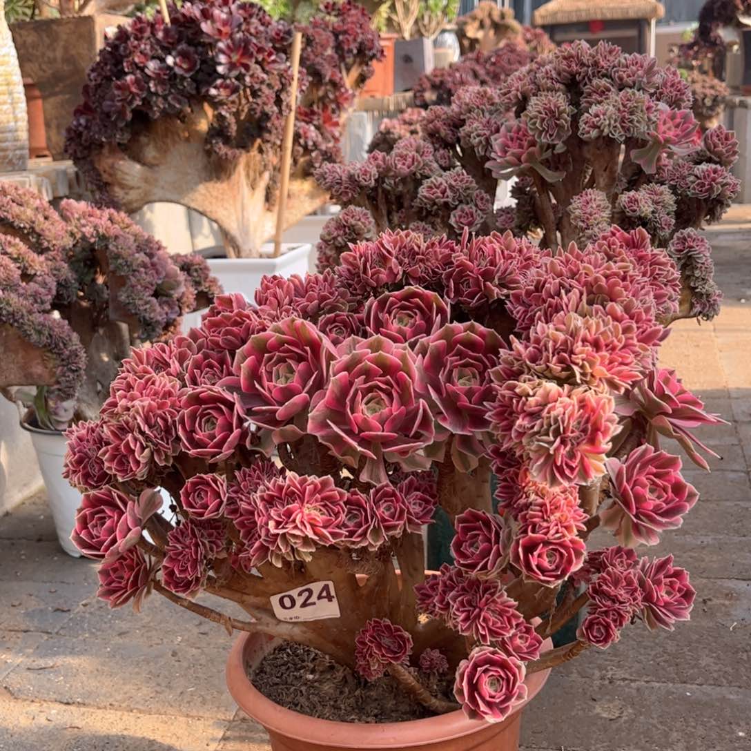 粉女巫朵朵整版精品