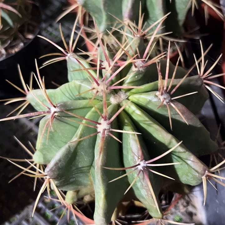 大单头红虎zzzzzzzz