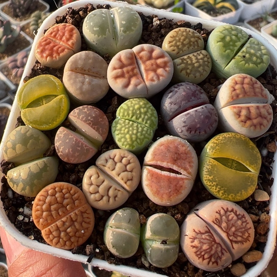 编号母本组合带盆多肉