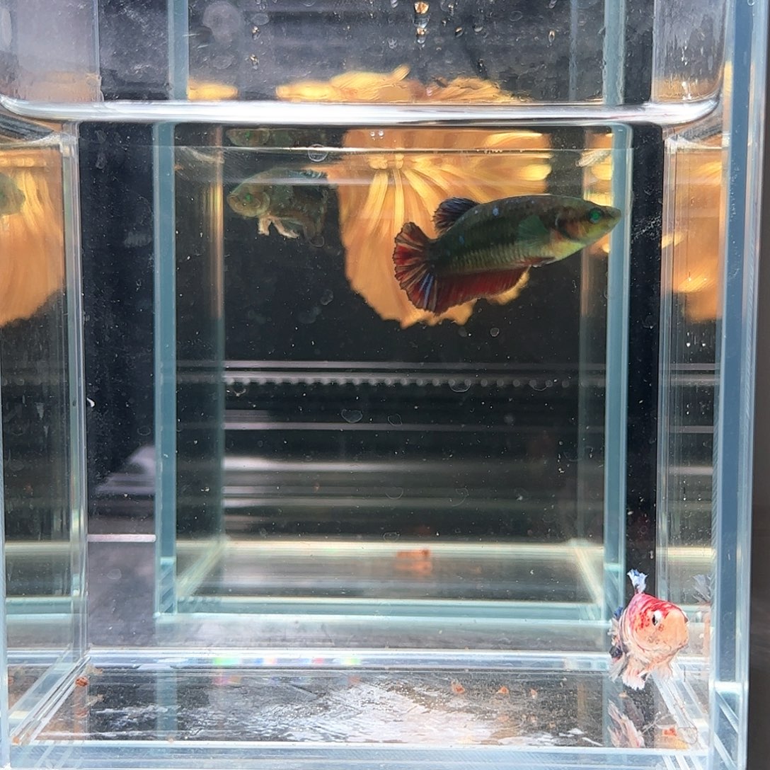 斗鱼活体观赏鱼好养耐活