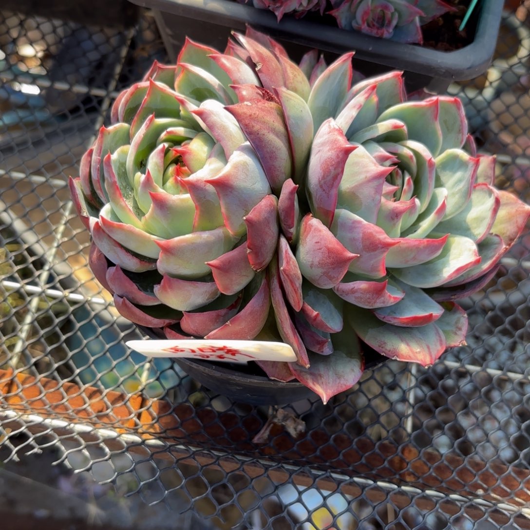 若***宁哈哈哈哈哈哈宝贝宝贝宝贝宝贝宝贝