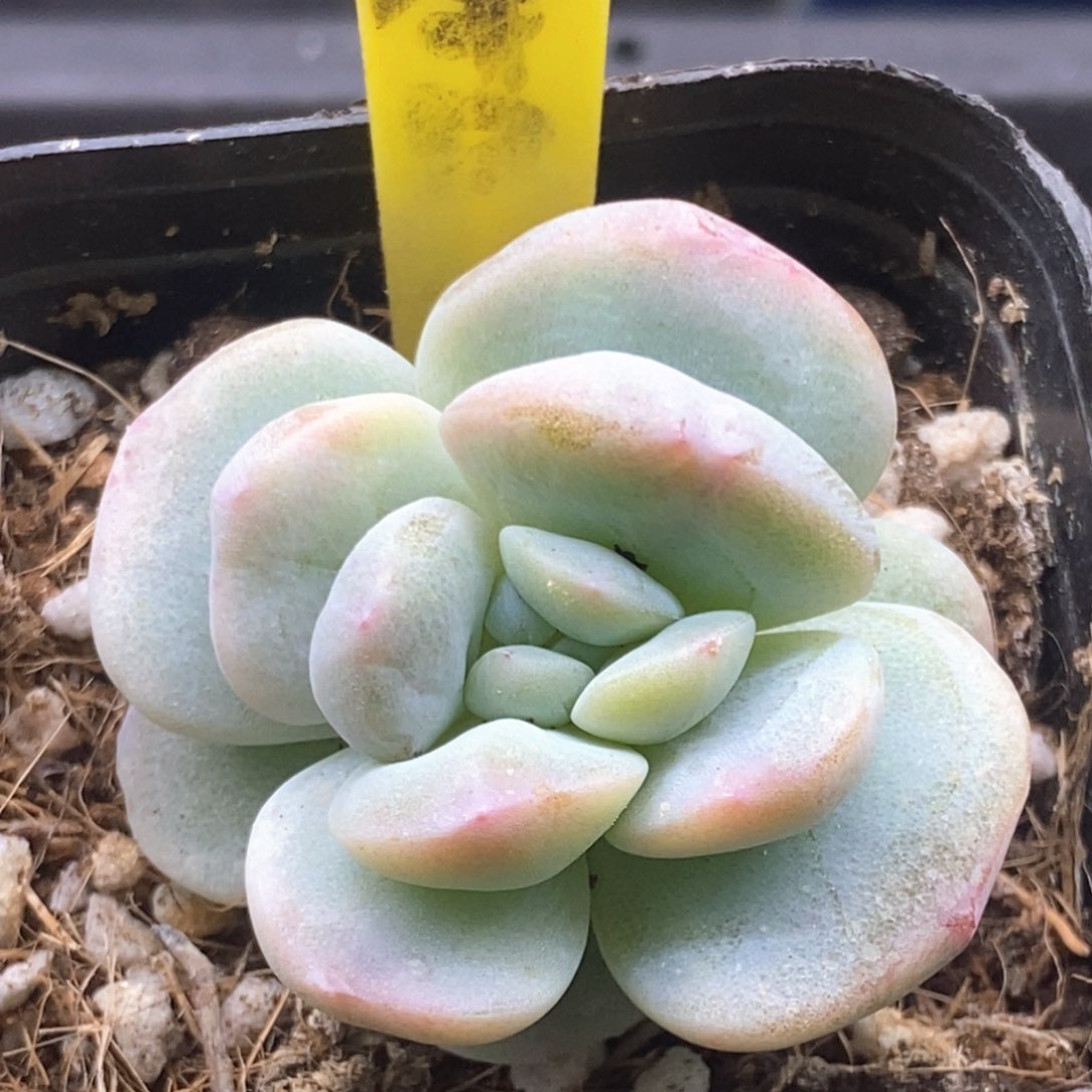 271冰玉石化朵朵福利