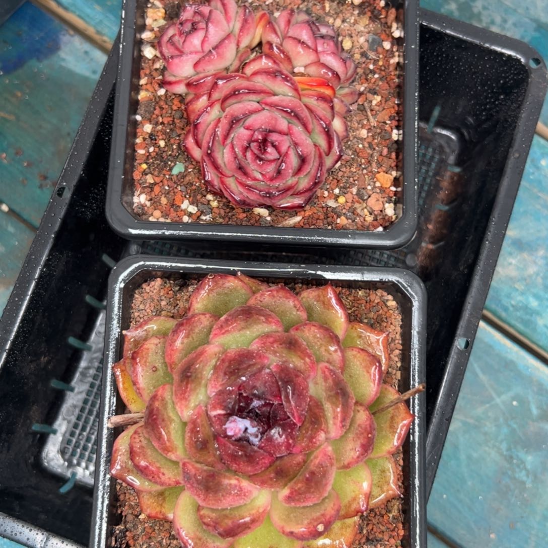 多肉一物一拍编号0125-119