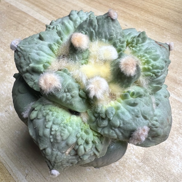 村主怒涛牡丹嫁接仙人球多肉植物防辐射适合阳台桌面绿植盆栽