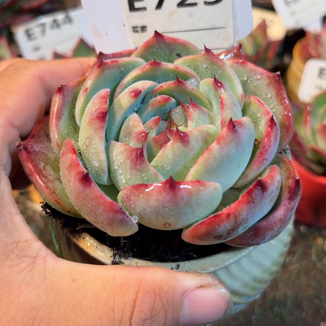 惊鸿一瞥723号多肉