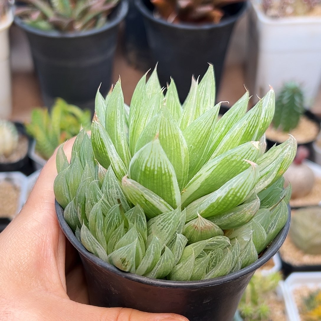 仙女玉露白锦拉丝锦群