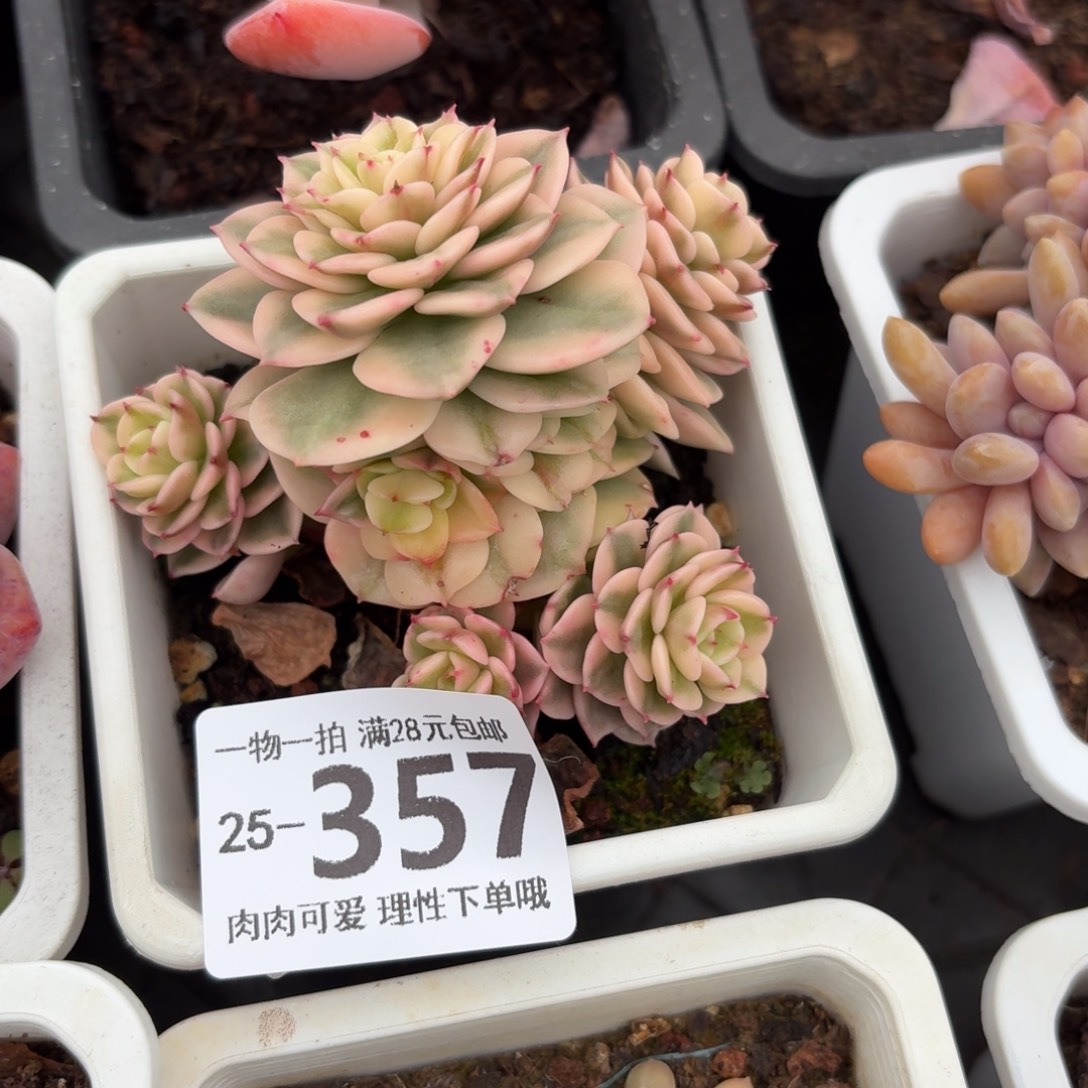 腊牡丹锦无盆土发货无