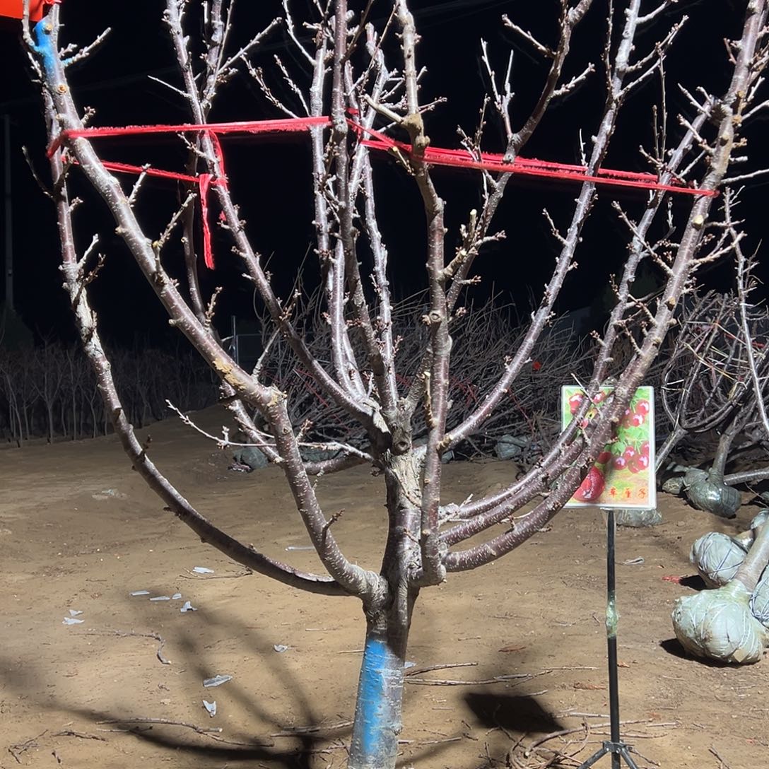 波***神完全开放车厘子树专拍链接