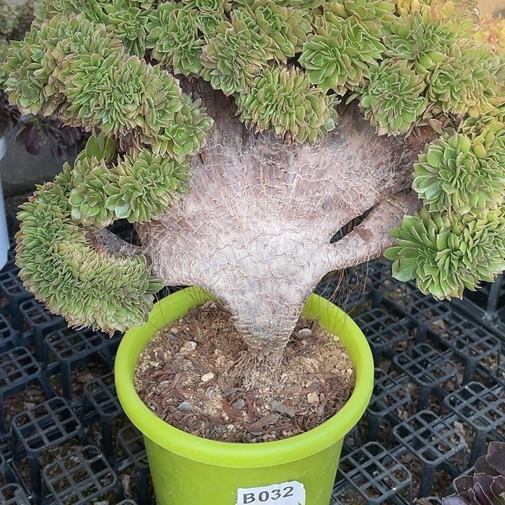 B032万圣节缀化38-1脱土包邮