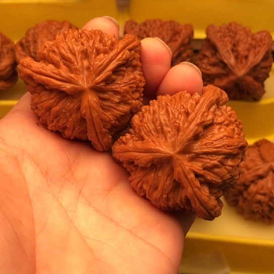 哲***谛核桃核桃核桃核桃