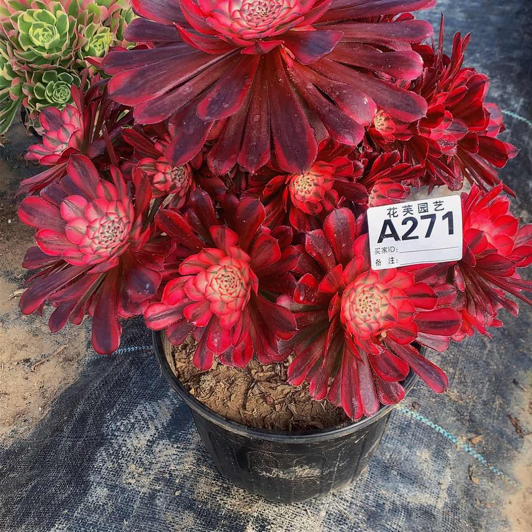 眉*慧271多肉法师月亮