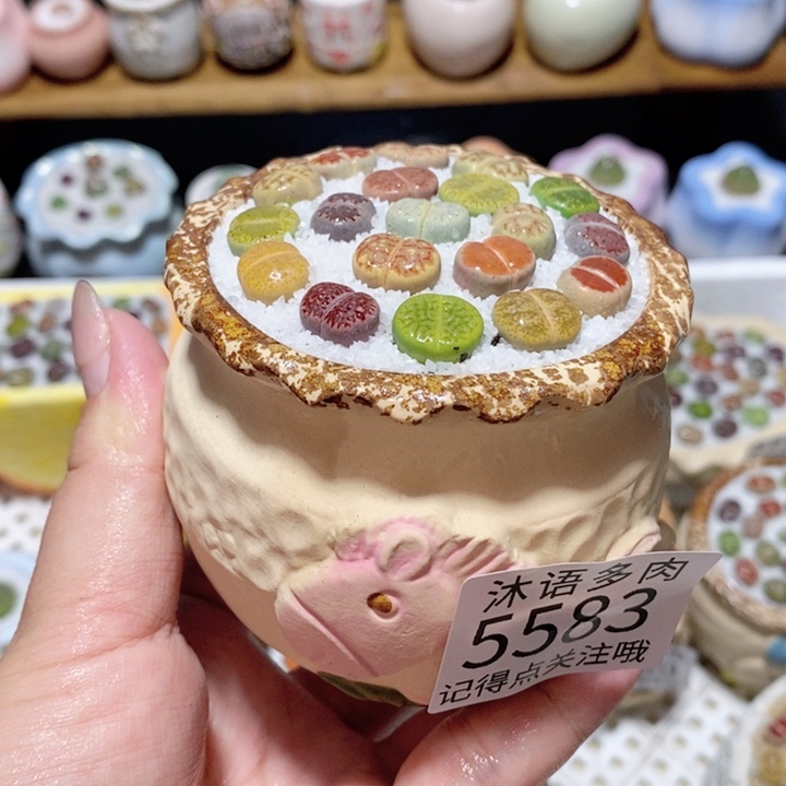 带盆土植物 一物一拍5583