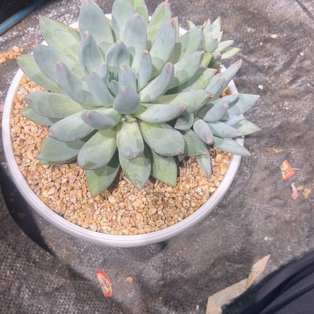@***嘟多肉植物多肉植物