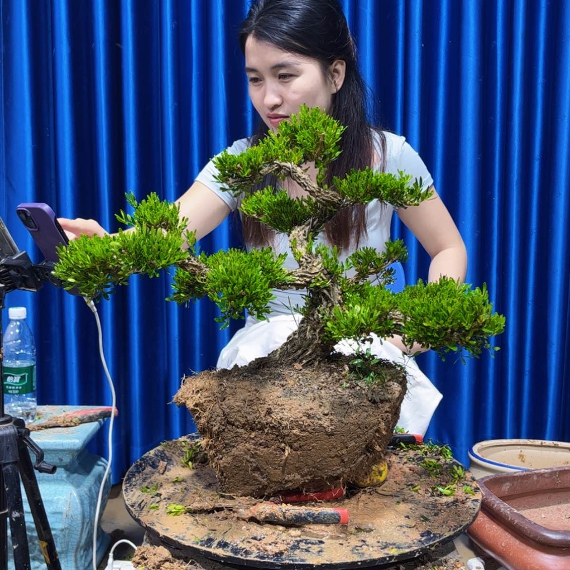 【闪购商品】广东雀舌黄杨盆景