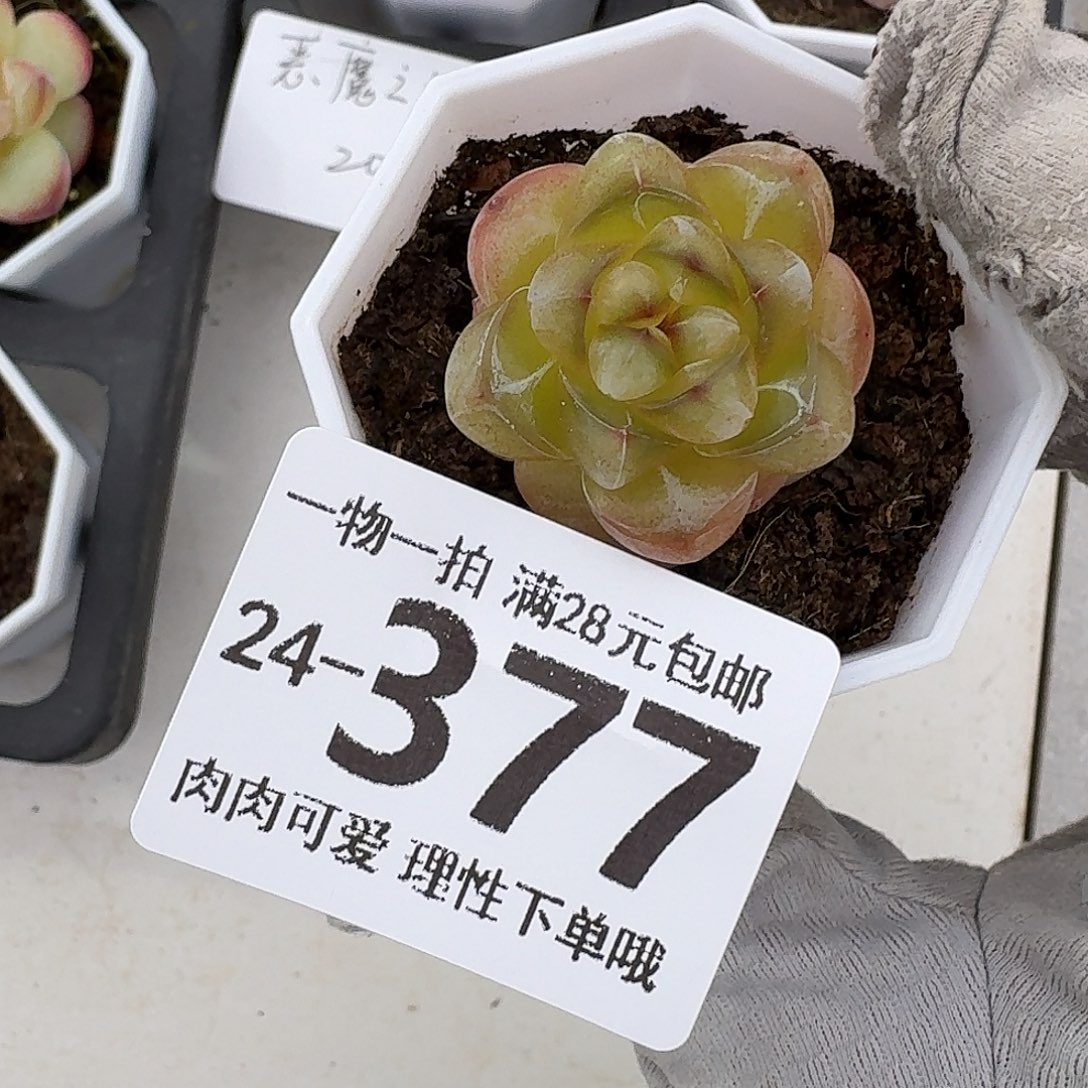 恶魔之泪无盆土发货无