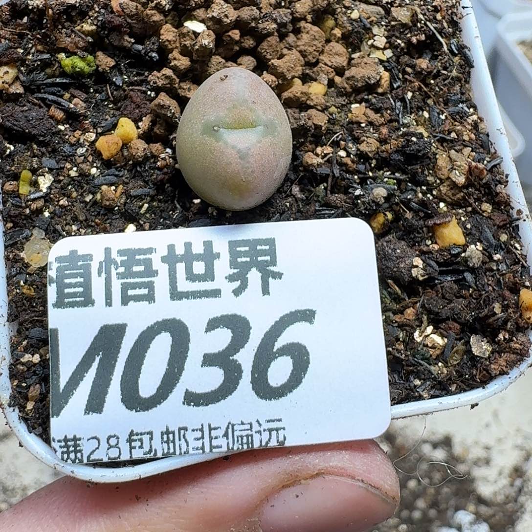 多肉植物的人啊gbb