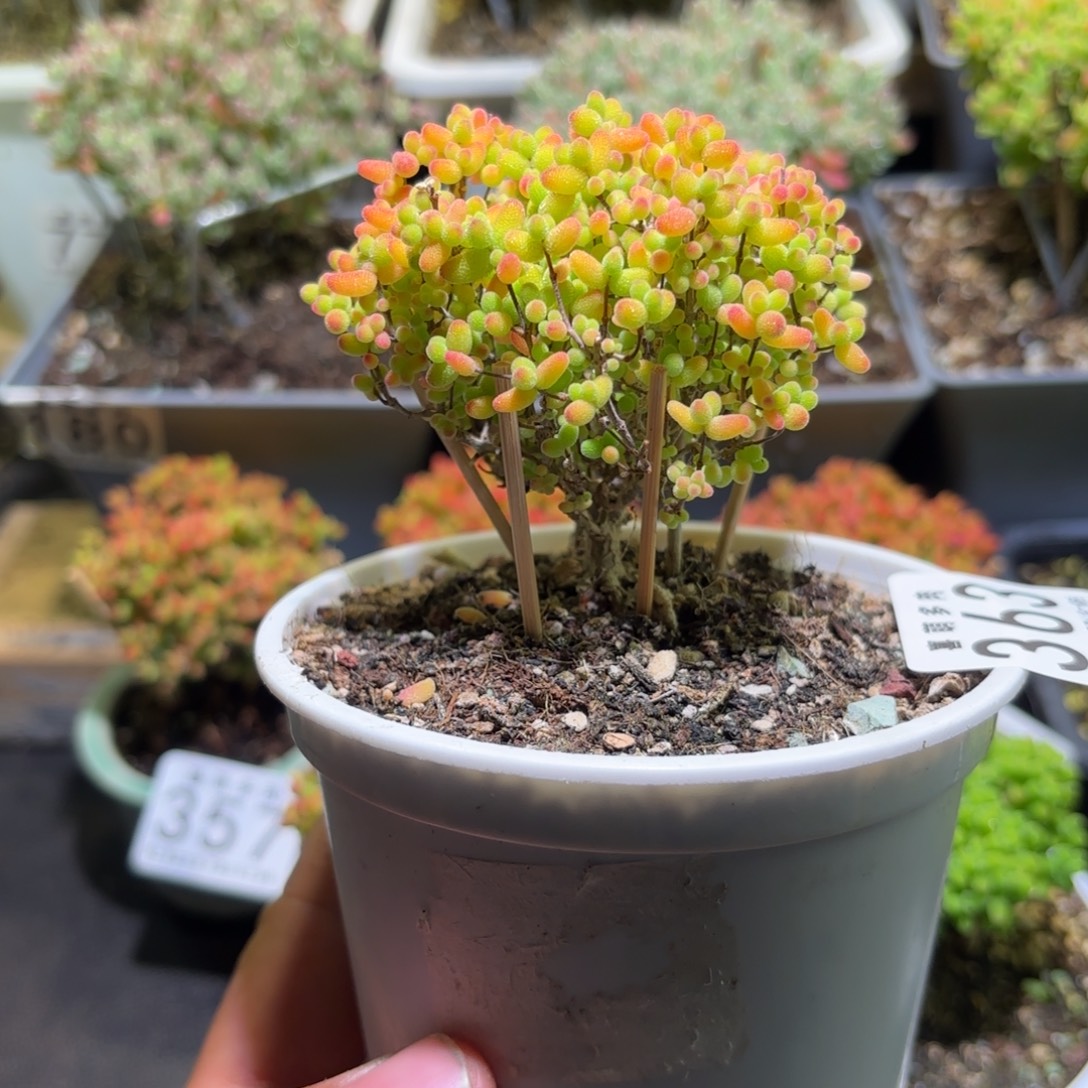 枝干番杏金桔糖球363