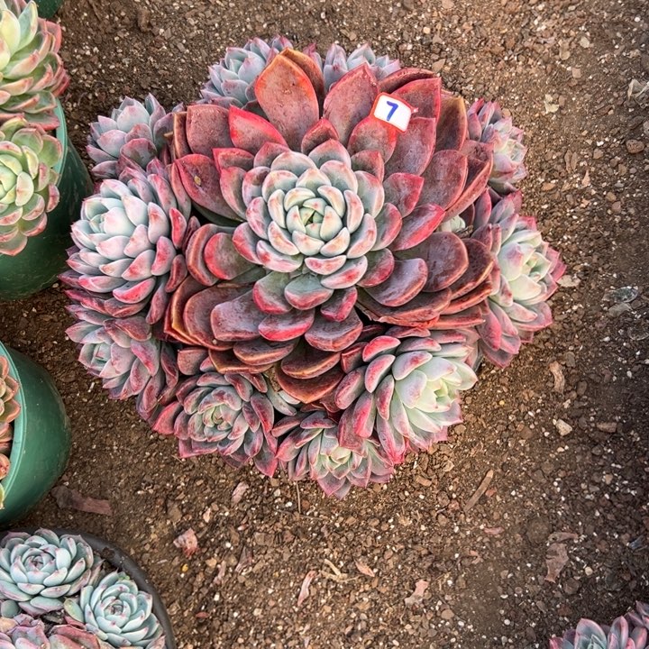 天****精品多肉植物老桩