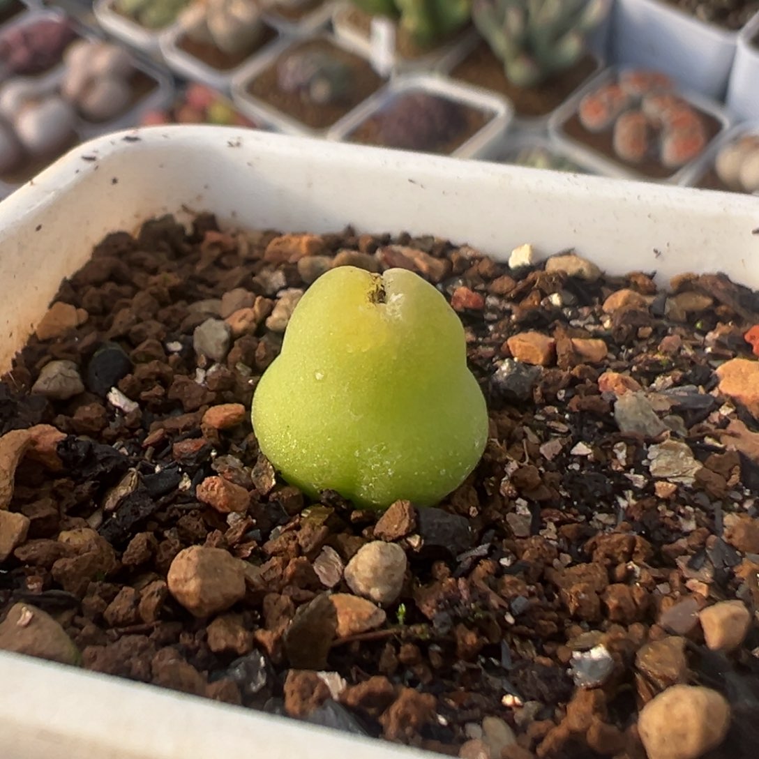 21多肉植物百科大葫芦