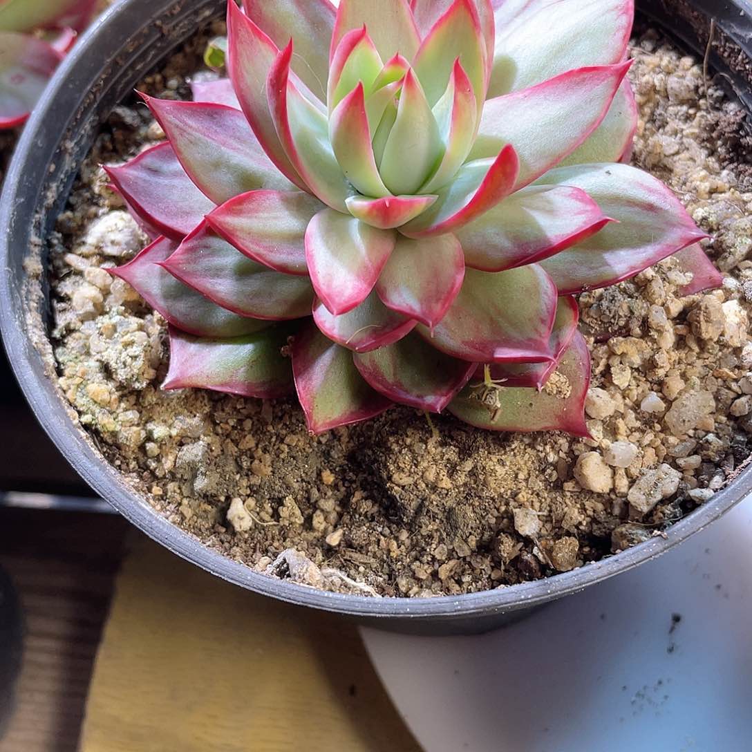 暴***妹1630  惊鸿仙子 六月六