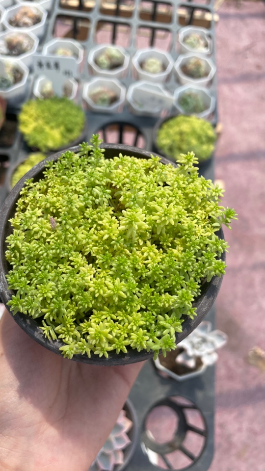 精品黄金草多肉植物