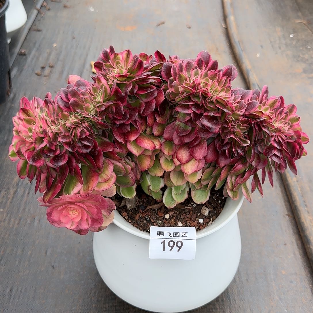 s*霞199多肉 荔枝缀法师