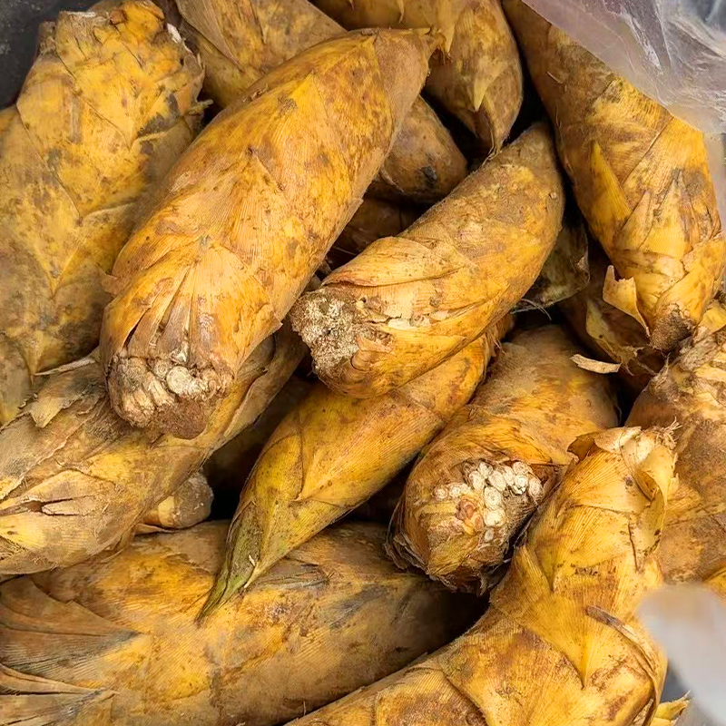 【建瓯冬笋】新鲜现挖两头尖冬笋肉厚脆嫩高山黄泥笋应季蔬菜