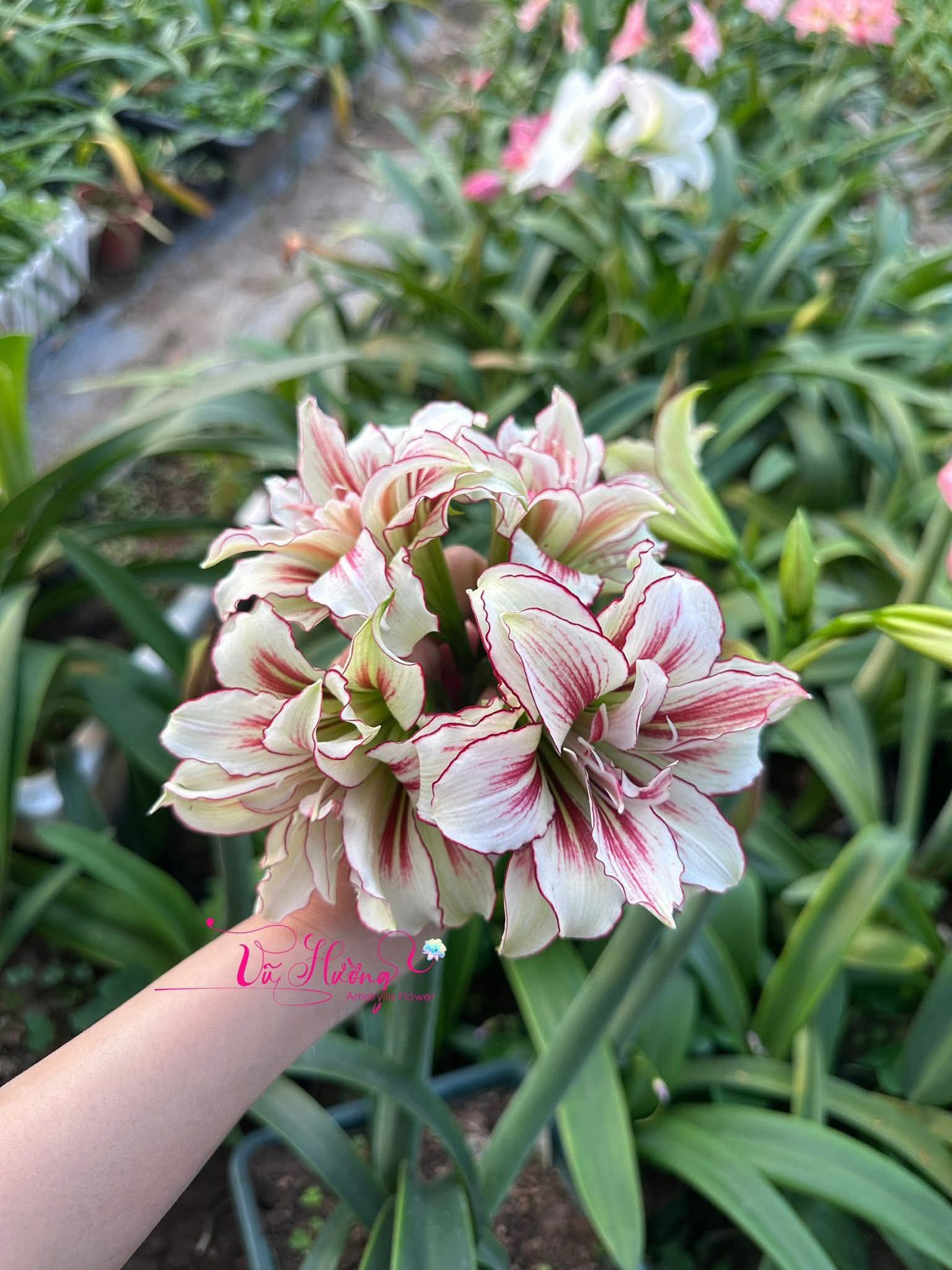 朱顶红-双蜻蜓小苗，只包对版，不包后期养护