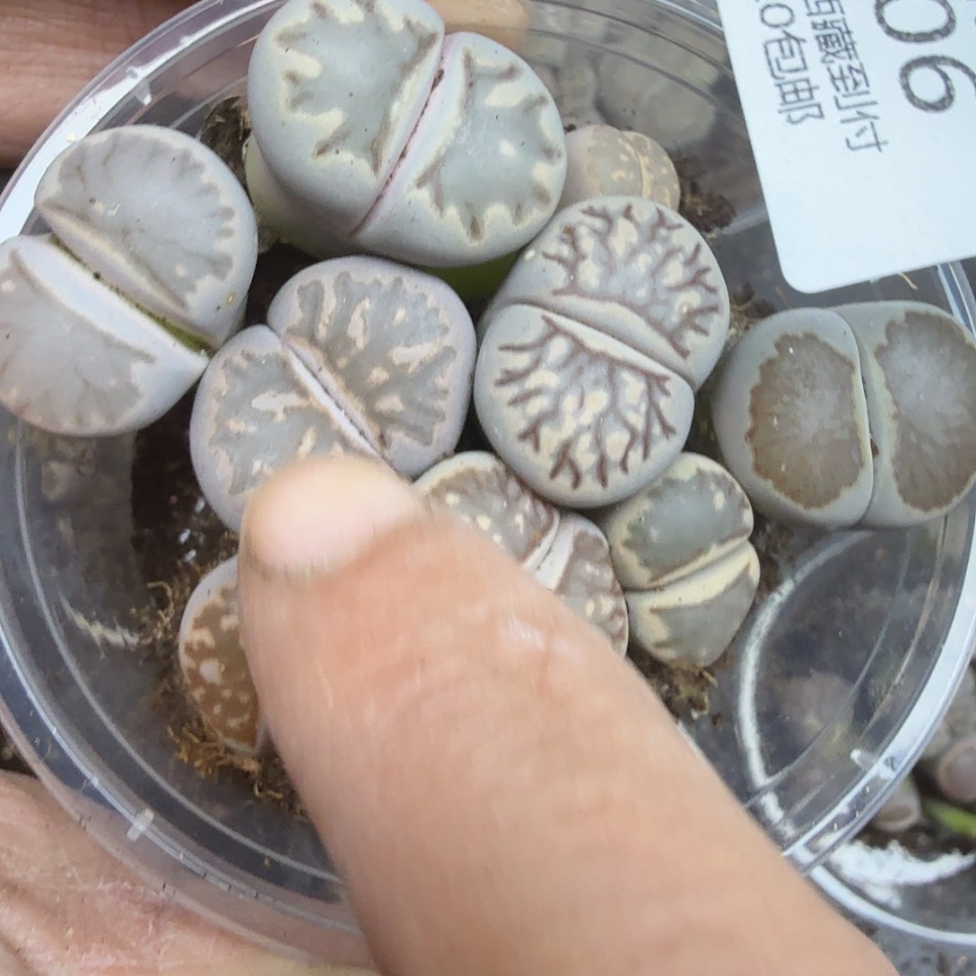 哈哈笑不出话就笑506好