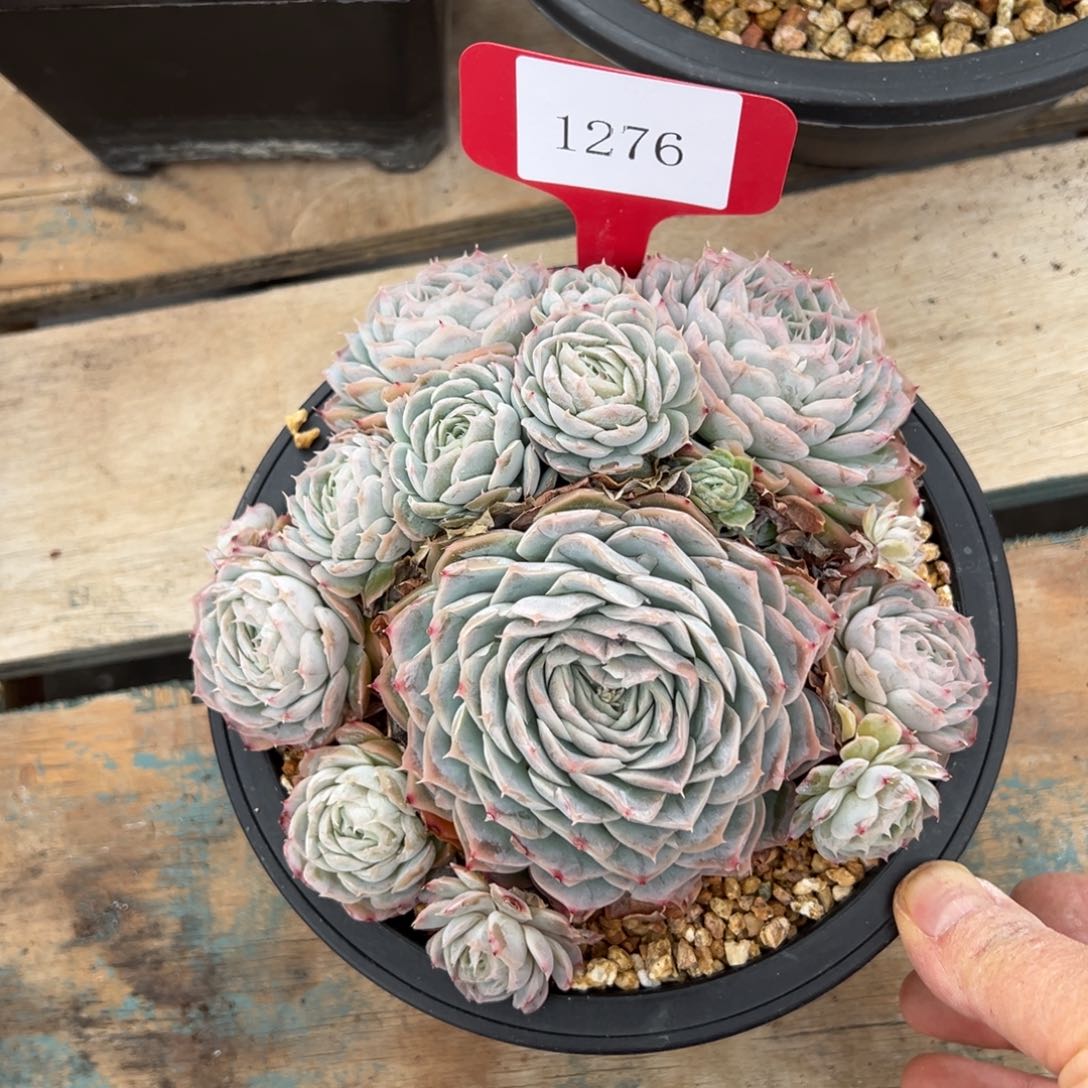 是***?1276肉多哦多么多哦多哦