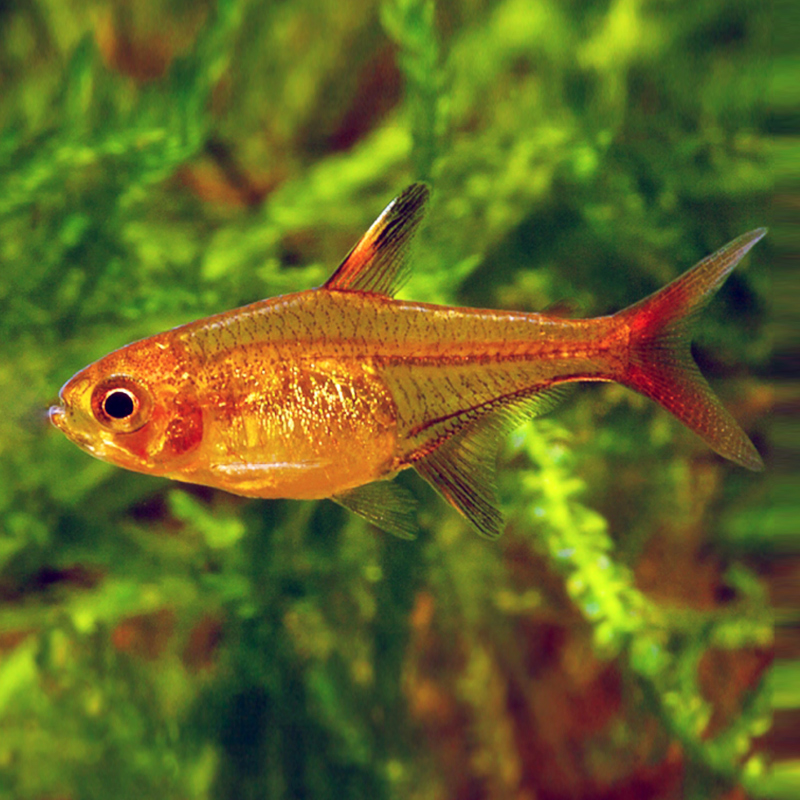 10条喷火灯群游红色小型灯科鱼草缸热带鱼淡水包邮