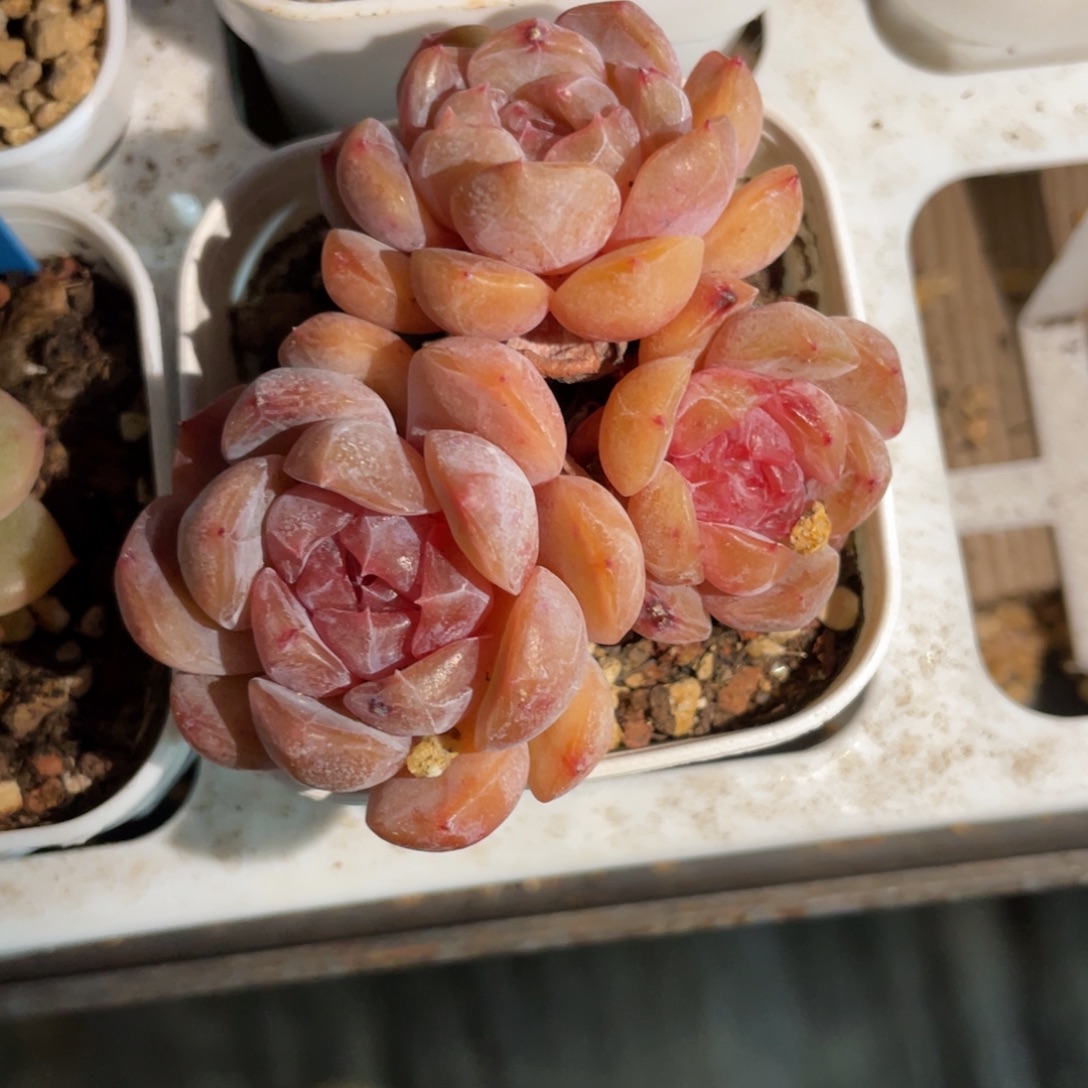 优选红恋多肉福利1014