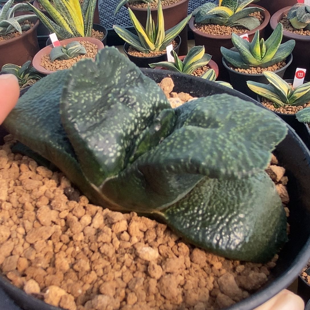 451卧牛实生锦军配带盆发货